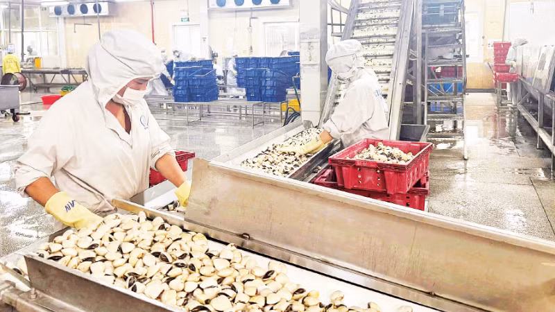 Viet Truong Company (Hai Phong) has gradually recovered, and the factory’s operations have now returned to nearly 100%.