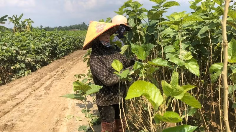 Farmers in Quy Mong Commune, Lao Cai Province have restored their mulberry-growing areas after the flooding.