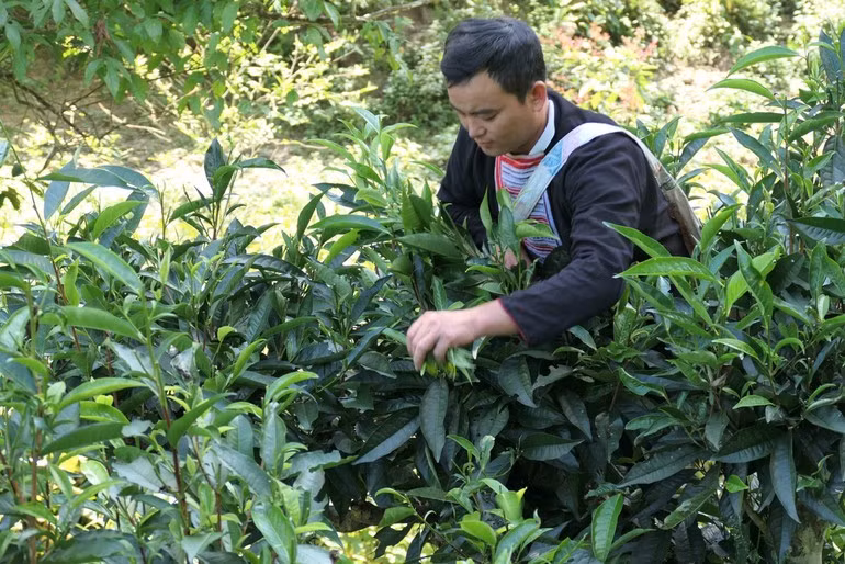 Harvesting Shan Tuyet tea in Thong Nguyen Commune, Tuyen Quang Province.