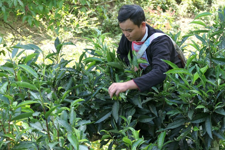 Harvesting Shan Tuyet tea in Thong Nguyen Commune, Tuyen Quang Province.