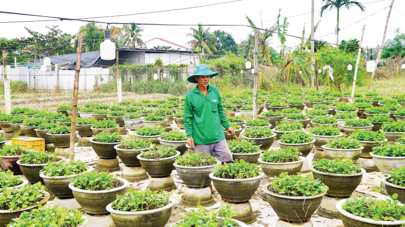Nguyen Duc Khanh (Hoi An Dong Ward, Da Nang) tends to chrysanthemum pots after the floods.