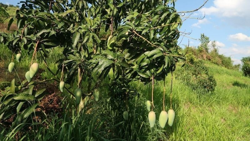Fruit cultivation model under Viet Nam–Australia cooperation. (Photo: Australian Embassy in Viet Nam) 