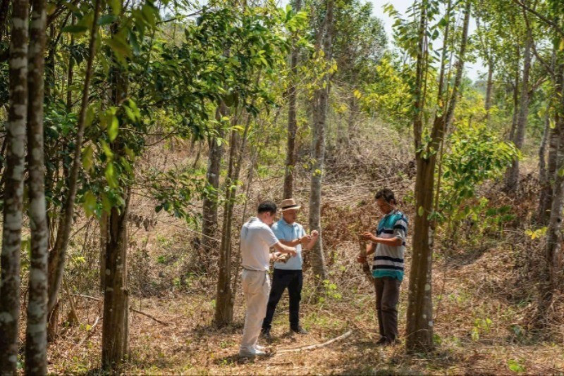A plantation of Aquilaria trees with investment from Khanh Hoa Agarwood Company, with each tree monitored using AI-enabled chips. (Photo: nhandan.vn)