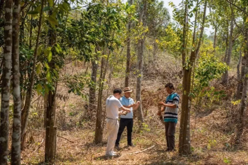 A plantation of Aquilaria trees with investment from Khanh Hoa Agarwood Company, with each tree monitored using AI-enabled chips. (Photo: nhandan.vn)