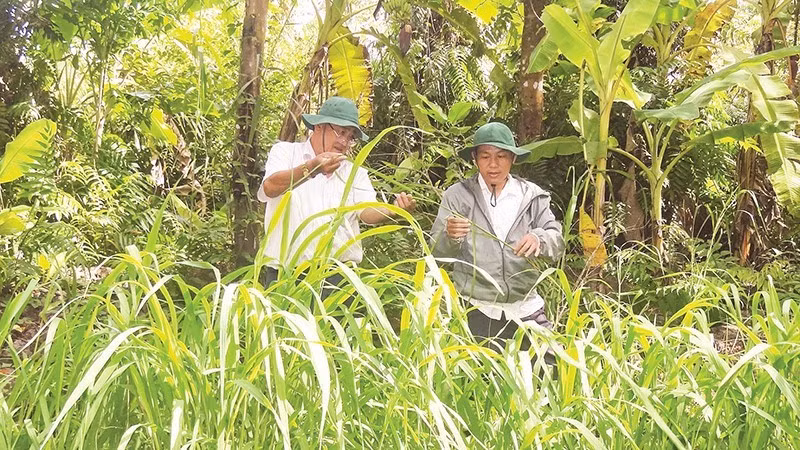 Officers from the Department of Science and Wetland Conservation under the Lung Ngoc Hoang Nature Reserve examine the growth of wild rice. (Photo: NDO)