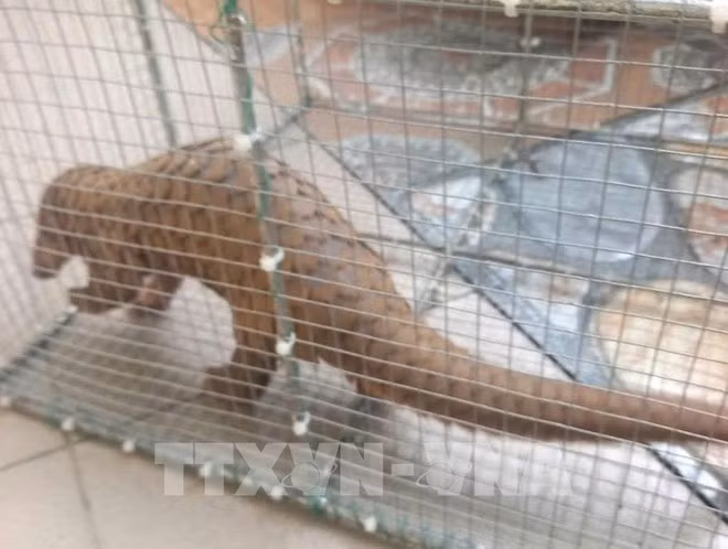 The Javan pangolin found in Quang Tri province is handed over to forest rangers. (Photo: VNA)