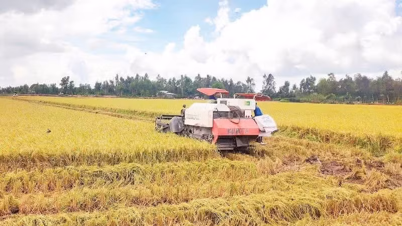 Harvesting rice in Dong Thap Province (Photo: MINH ANH)