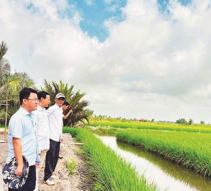 A highly effective ST25 rice–shrimp farming model of many households in Ninh Thanh Loi Commune (Ca Mau).
