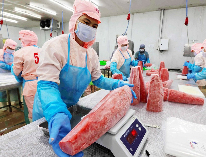 Pre-processing tuna products for export at the factory of Ba Hai Joint Stock Company in Phu Yen Province. (Photo: VNA)