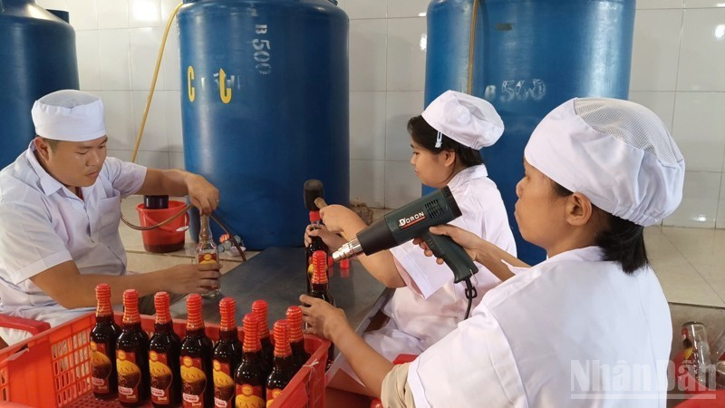 Fish sauce producers in Ca Na Commune (Khanh Hoa Province) are busy to prepare products for the Tet market. (Photo: NGUYEN TRUNG)