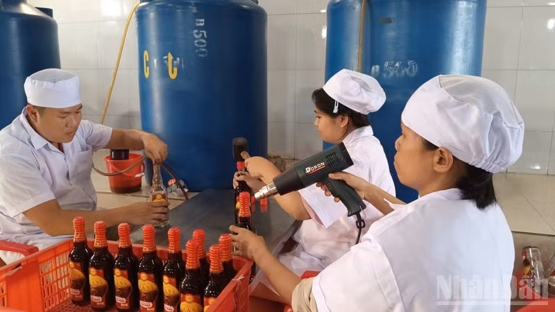 Fish sauce producers in Ca Na Commune (Khanh Hoa Province) are busy to prepare products for the Tet market. (Photo: NGUYEN TRUNG)