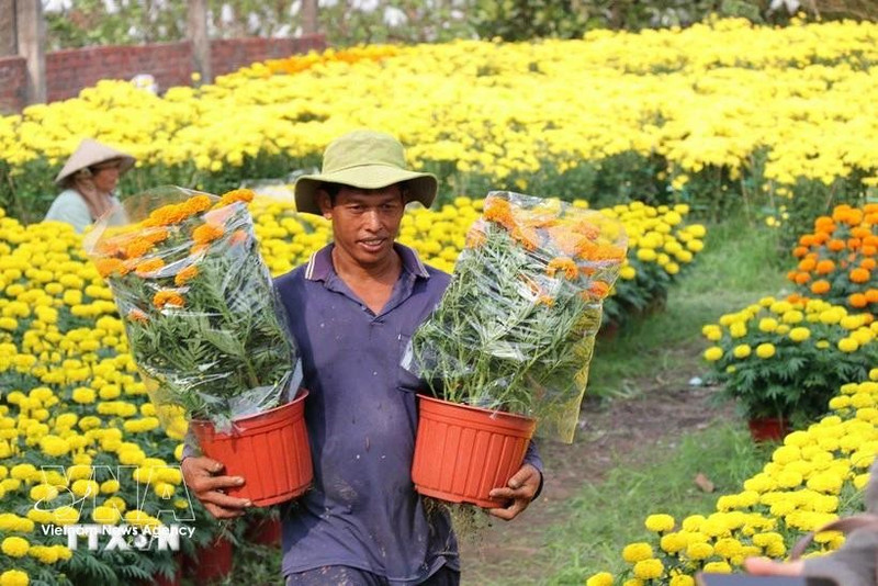 Flower villages in Vinh Long are experiencing high demand during Tet (Lunar New Year). (Photo: VNA)