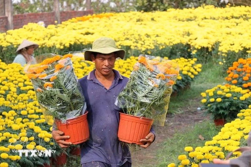 Flower villages in Vinh Long are experiencing high demand during Tet (Lunar New Year). (Photo: VNA)