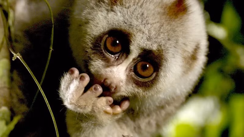 According to RTBF, protected and inaccessible areas are home to some of the world's rarest animal species. (Photo: RTBF)