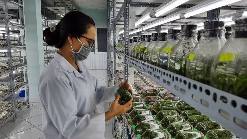 In-vitro propagation laboratory for orchid at Ho Chi Minh City High-Tech Agriculture Zone.
