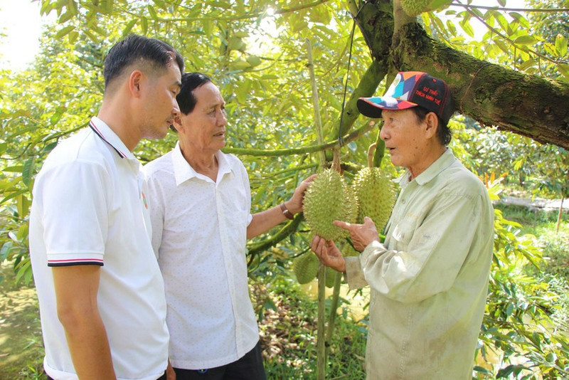 Le Van Sau (right) shares techniques for growing durians (Photo: nhandan.vn)
