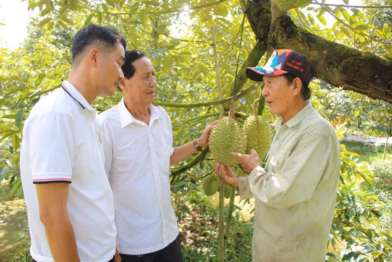 Le Van Sau (right) shares techniques for growing durians (Photo: nhandan.vn)