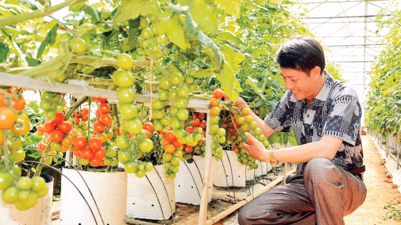 Applying advanced, water-saving irrigation brings high production efficiency in Lam Dong Province. (Photo: MAI VAN BAO/NDO)