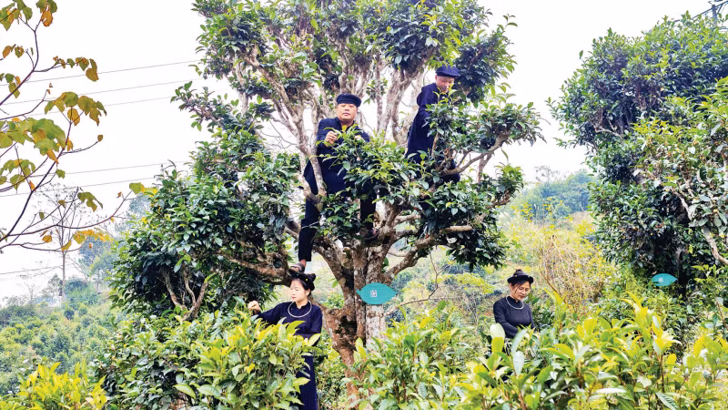 People in Dong Phuc Commune harvest Shan Tuyet tea. (Photo: TRIEU HOA/NDO)