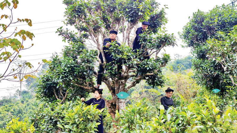 People in Dong Phuc Commune harvest Shan Tuyet tea. (Photo: TRIEU HOA/NDO)