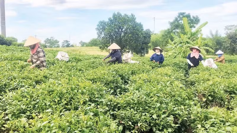 People in Phu Tho Province harvest tea. (Photo: BAO HAN)