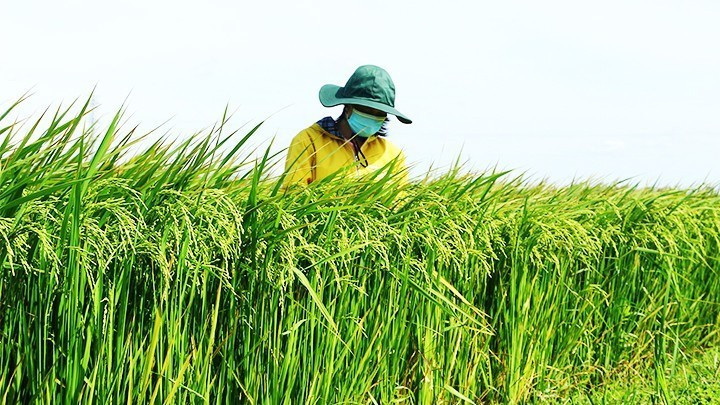 Developing green value chains is an inevitable trend in modern agricultural transformation. (Photo: nhandan.vn)