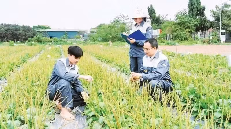 Staff from the National Centre for Genetic Resources and Medicinal Plant Varieties under the National Institute of Materia Medica conduct field research on medicinal plants. (Photo: NDO)