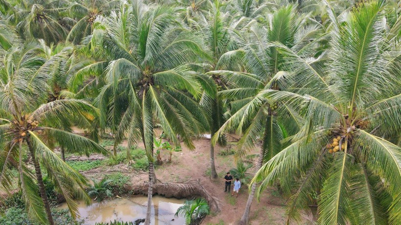Coconut trees are facing many challenges in development (Photo: NDO)