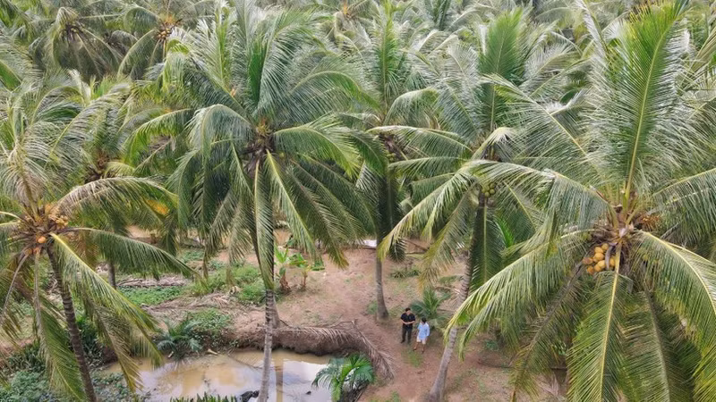 Coconut trees are facing many challenges in development (Photo: NDO)