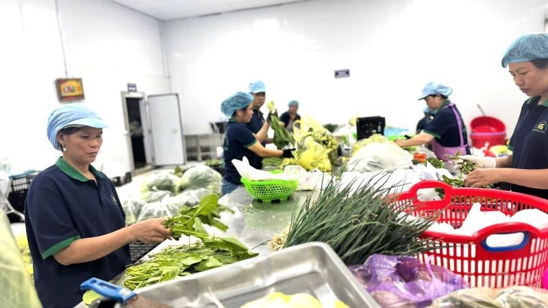 A clean vegetable production cooperative in Ha Noi. (Photo: NDO)