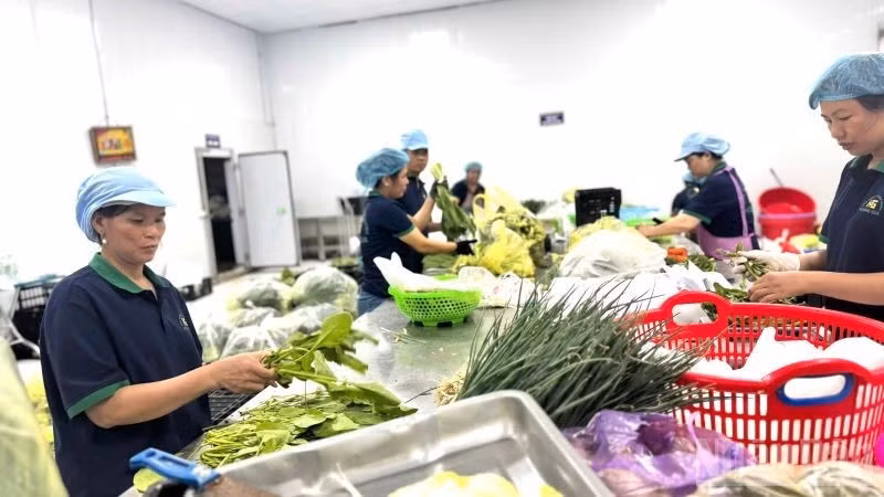 A clean vegetable production cooperative in Ha Noi. (Photo: NDO)