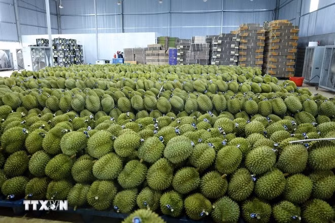 Dak Lak durians are labelled and ready for export. (Photo: VNA)