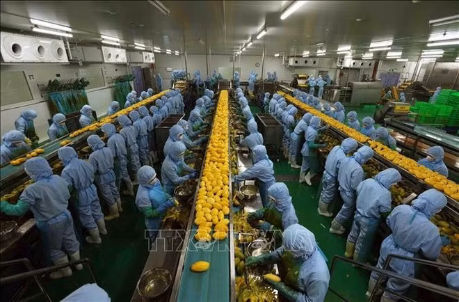 Processing agricultural products for export to Japan, the US and Europe at the B'LaoFood company in Lam Dong province. (Photo: VNA)