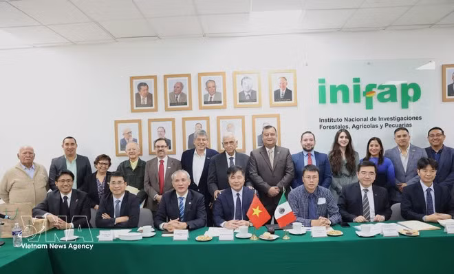 At the working session between the Vietnamese delegation and the National Institute of Forestry, Agriculture and Livestock Research (INIFAP) in Mexico City. (Photo: VNA)
