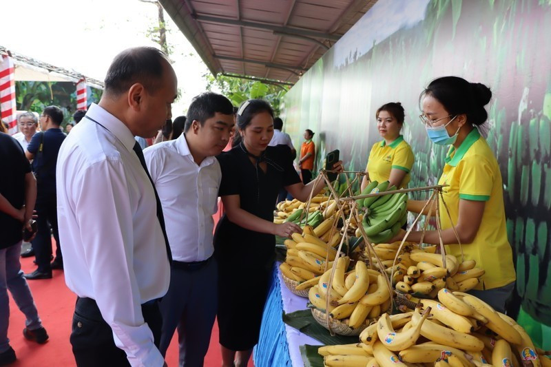 Bananas are among the fruit products with strong export potential to the Japanese market. (Photo: NDO)