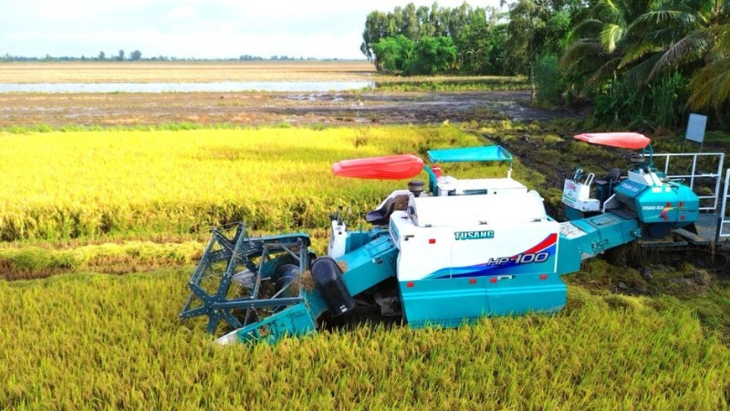 High-quality rice harvesting in Can Tho City. (Photo: NDO)