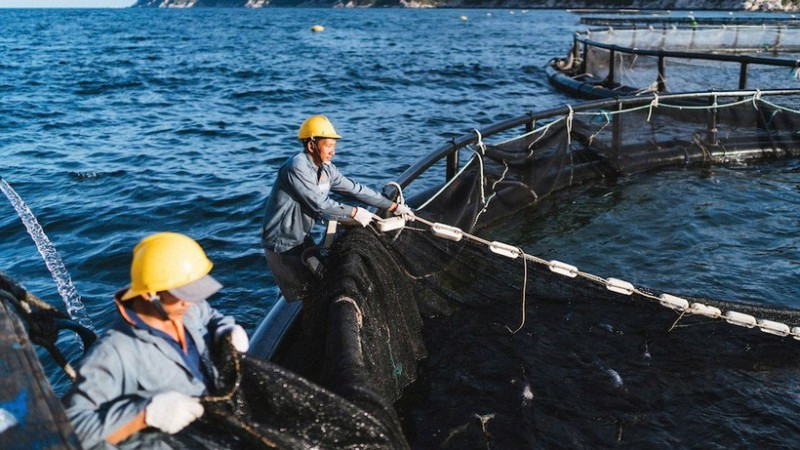 High-tech seabass farming area in Van Phong Bay, Khanh Hoa Province. (Photo: NDO)
