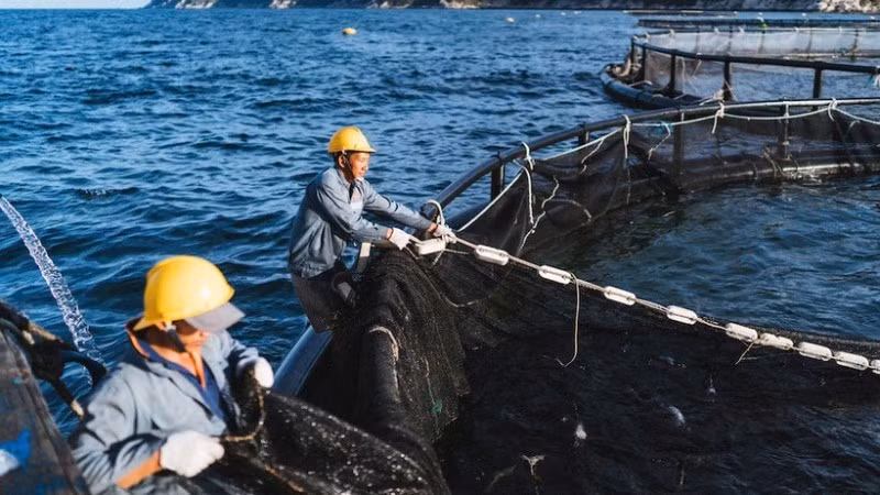 High-tech seabass farming area in Van Phong Bay, Khanh Hoa Province. (Photo: NDO)