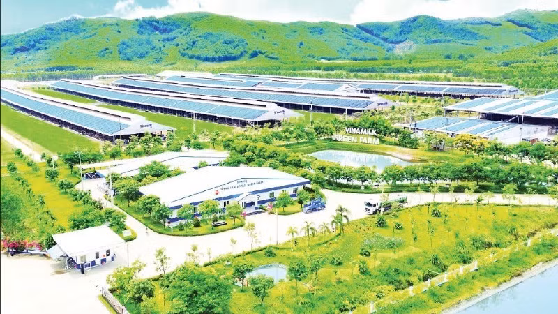 The “Vinamilk Green Farm” eco-farm model according to a sustainable, low-emission agricultural orientation. (Photo: THAI HA)