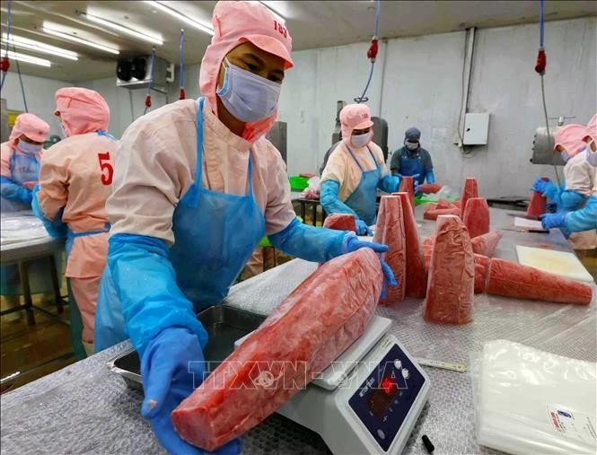 Workers process tuna for export at the Ba Hai JSC factory in Dak Lak province. (VNA file photo)