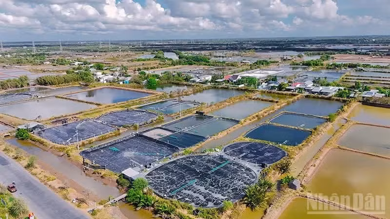 The coastal communes and wards of Vinh Long Province have strong advantages for high-density industrial shrimp farming.