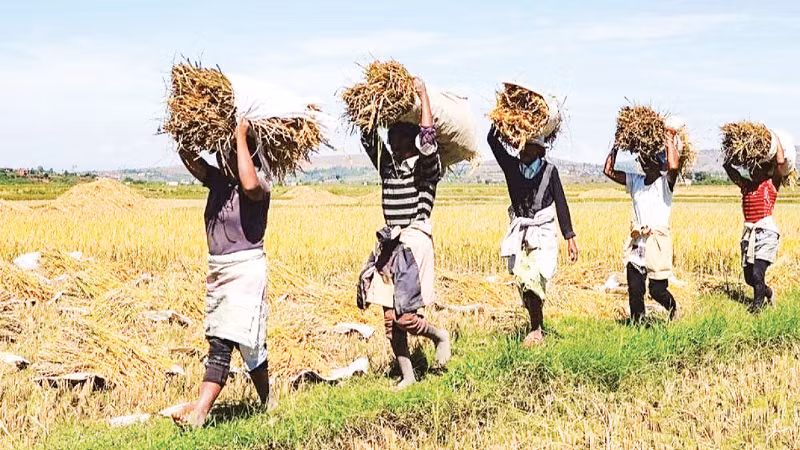 Agriculture is a key cooperation area between Angola and Viet Nam. (Photo: NDO)