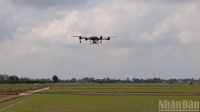 Farmers in An Giang Province apply drone irrigation technology. (Photo: NDO)