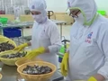 Video: Viet Nam’s seafood industry seeks to break free from “dependence trap”