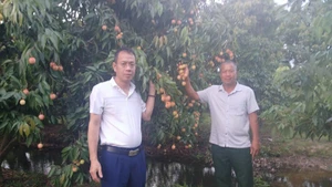 Vu Hong Ngan (right) at his family’s egg-shaped lychee orchard