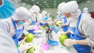 Technical processing of pomelos before export at Chanh Thu Fruit Import-Export Group Joint Stock Company. (Photo: Minh Anh)