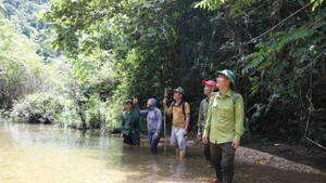 Forest rangers and local residents in the Khe Co Stream area, Subzone 730, are engaged in the conservation and protection of aquatic resources. (Photo: VNA)
