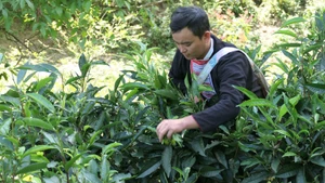 Harvesting Shan Tuyet tea in Thong Nguyen Commune, Tuyen Quang Province.