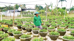 Nguyen Duc Khanh (Hoi An Dong Ward, Da Nang) tends to chrysanthemum pots after the floods.