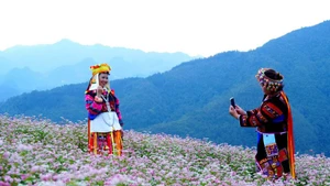 The Buckwheat Flower Festival is scheduled to open on the evening of November 29.